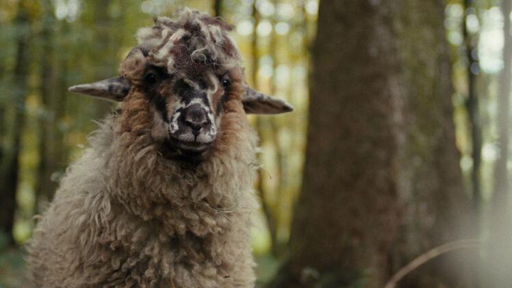 Auf Schaf Joleen (Jella Haase) trifft Schaf Oliver im Wald. Die fremde Schafsdame verh&auml;lt sich durchaus anders als die von Oliver gewohnten Herdentiere.