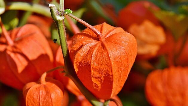 Die Physalis-Pflanze kannst du jetzt auss&auml;en.