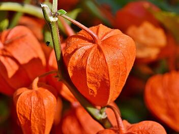 Die Physalis-Pflanze kannst du jetzt aussäen.