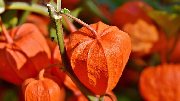 Die Physalis-Pflanze kannst du jetzt aussäen.
