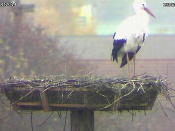Am Tag ist das Nest selten besetzt. Meist hockt der Storch am Abend und am frühen Morgen auf dem Mönchsturm. Foto: Webcam/Christian Fenn