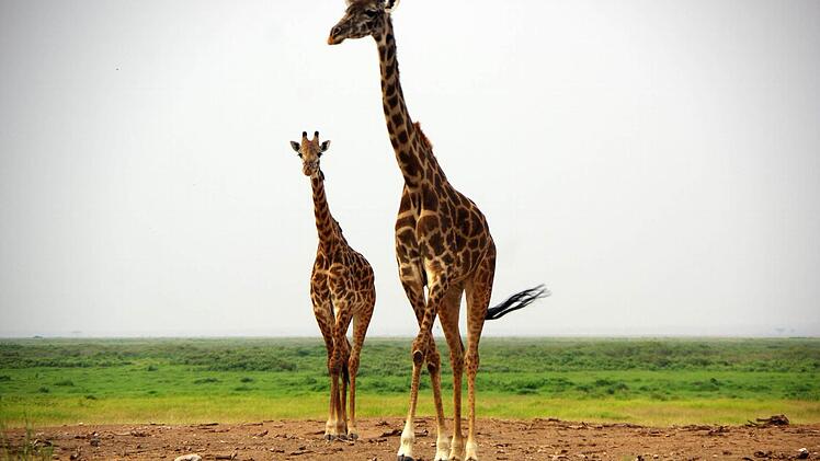 Giraffen im Amboseli-Nationalpark Foto: Andi Fießer