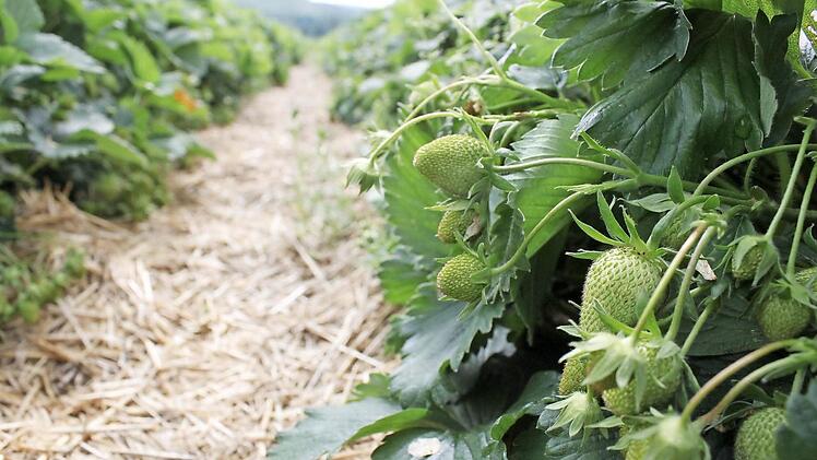 Viel zu grün und viel zu klein: Reife Erdbeeren sucht man auf diesem Grundfelder Feld vergeblich.  Fotos: Markus Häggberg
