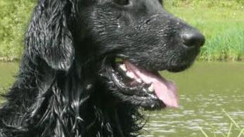 Aber nicht nur fränkische Käfer sind interessant. Vielen Dank an unseren Leser Klaus Rakette, der uns dieses Foto geschickt hat. Er nennt das Bild Seehund.