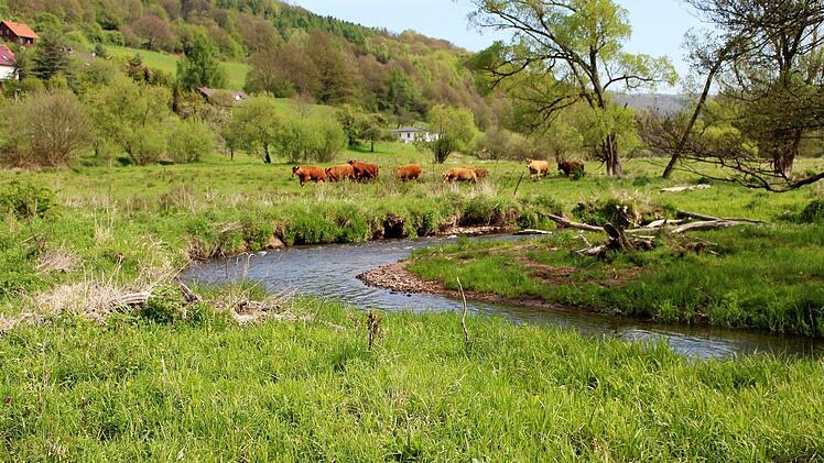 Die Rinder auf den Weideflächen zwischen Wernarz und Rupboden fühlen sich sichtlich wohl.  Foto: Julia Raab