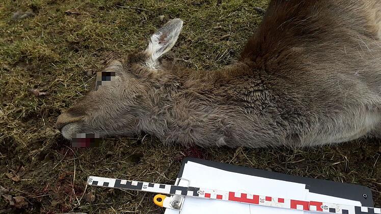 18 Tiere in Gehege get&ouml;tet: Experte vermutet Wolfsangriff