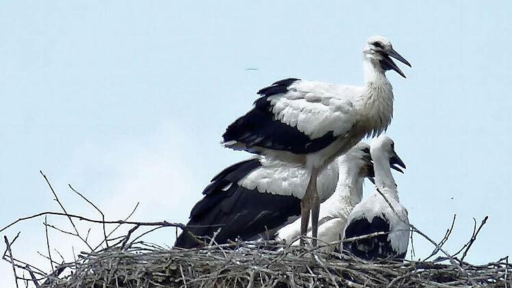 Storchen-Nachwuchs im Bad Rodacher HorstFoto: Jochen Berger