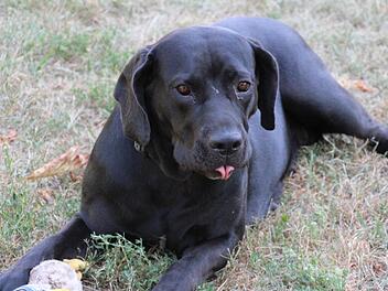 Cane Corso Mischling Sendi   sucht ein neues Zuhause. Foto: Julia Heimberger