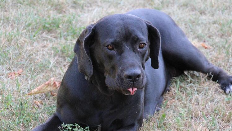 Cane Corso Mischling Sendi   sucht ein neues Zuhause. Foto: Julia Heimberger