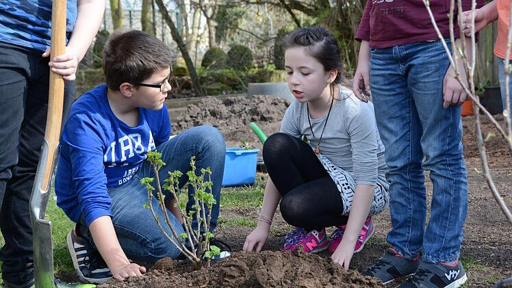 Beerenbeet: Pflanztag mit dem Gartenbauverein Melkendorf Foto: Dagmar Besand