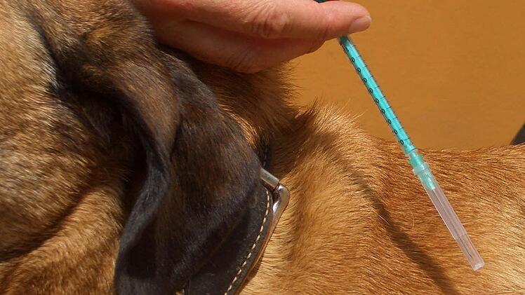 So wird ein Chip injeziert