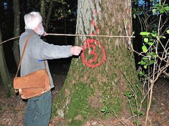 Rund einen Meter Durchmesser hat diese Eiche, wie Forstoberrat Franz Eder ausgemessen hat. Der Baum soll heuer gefällt werden und bringt der Gemeinde voraussichtlich ein hübsches Sümmchen.  Foto: Ulrike Langer