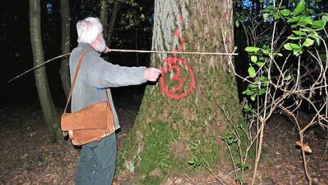 Rund einen Meter Durchmesser hat diese Eiche, wie Forstoberrat Franz Eder ausgemessen hat. Der Baum soll heuer gefällt werden und bringt der Gemeinde voraussichtlich ein hübsches Sümmchen.  Foto: Ulrike Langer