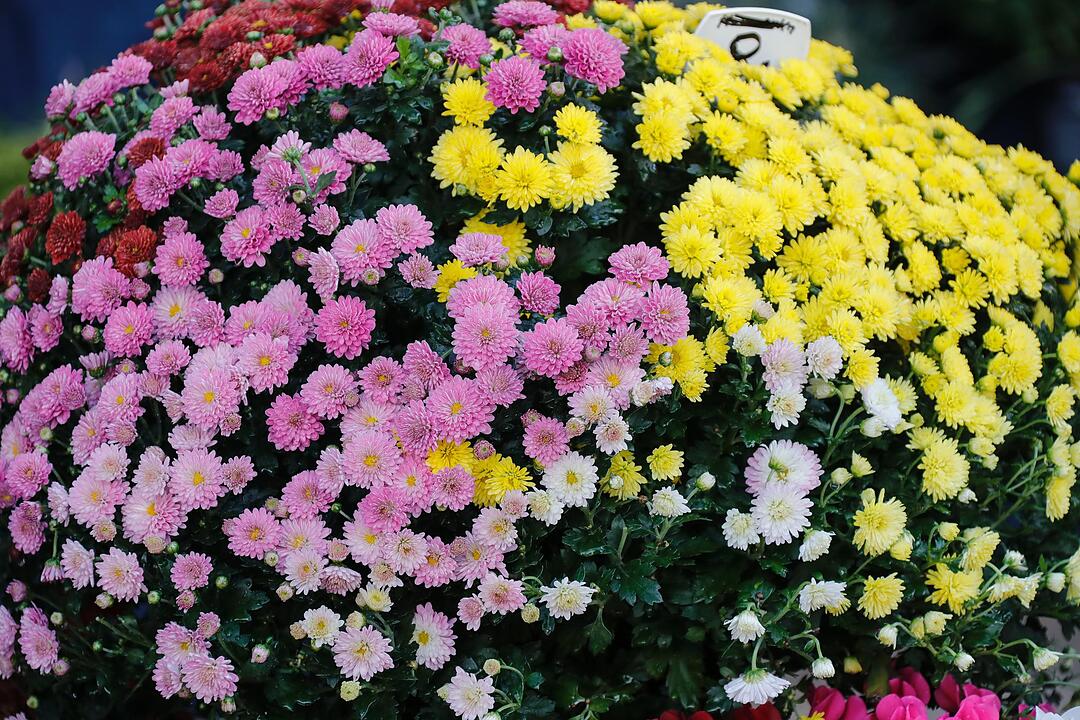 Rosen & Garten Messe Kronach im September