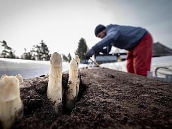 Erntehelfer. Symbolfoto: Peter Steffen / dpa