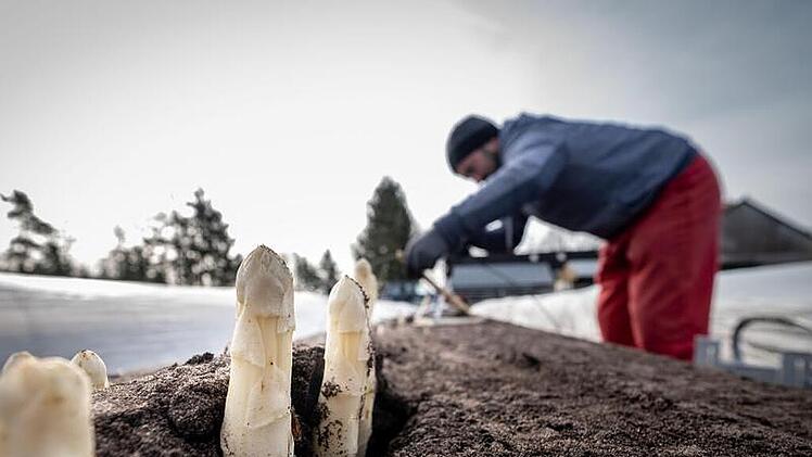 Erntehelfer. Symbolfoto: Peter Steffen / dpa