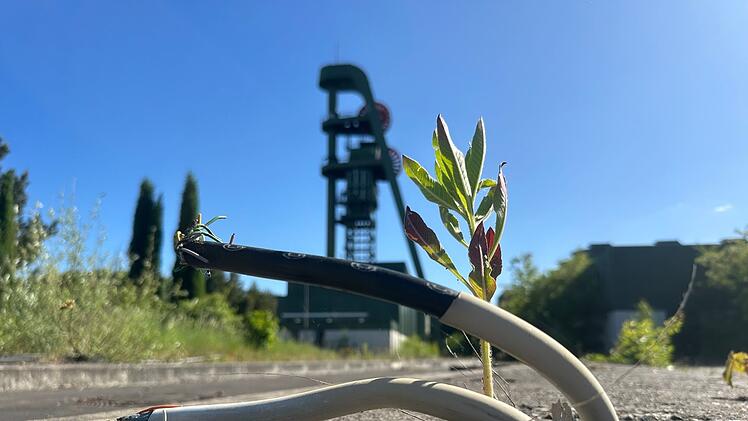 Nach und nach setzt sich die Natur wieder durch - auch auf ehemaligen Industrieflächen.