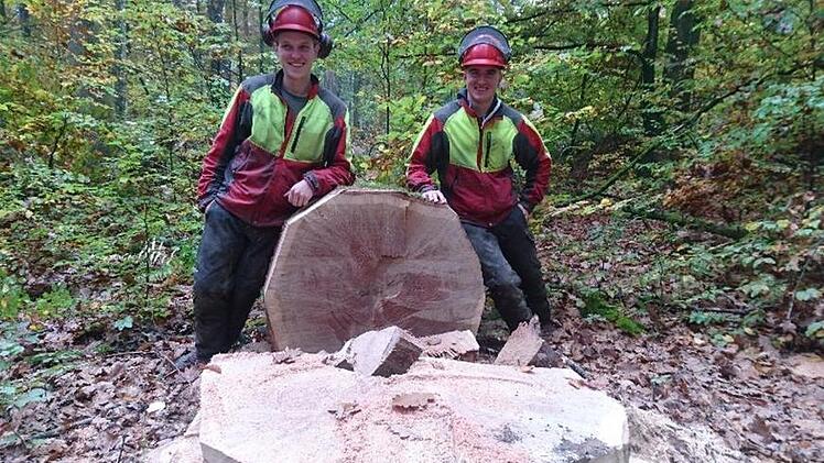 Der als "Braut" bezeichnete teuerste Eichenstamm kam aus der Abteilung Matzenhag und brachte bei der Submission 2567 Euro. Foto: FBG Rhön-Saale