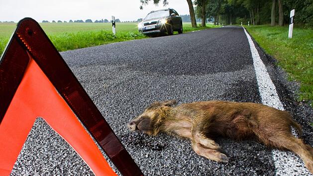 Symbolbild: Patrick Pleul, dpa