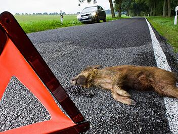 Symbolbild: Patrick Pleul, dpa