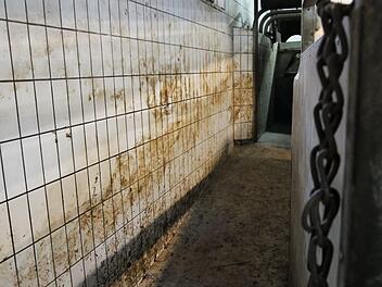 Die letzten Meter im Leben der Schweine. Hinter der Klappe ist die Tötungsfalle. Foto: Sandra Hackenberg