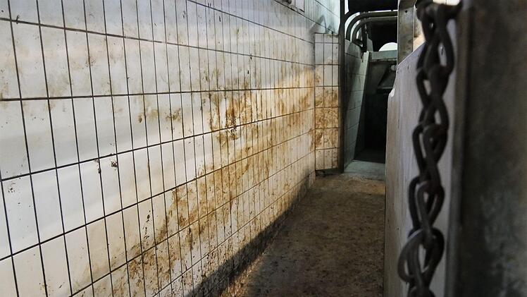 Die letzten Meter im Leben der Schweine. Hinter der Klappe ist die Tötungsfalle. Foto: Sandra Hackenberg