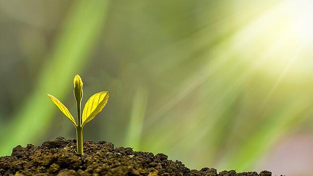 Ein passendes D&uuml;ngemittel l&auml;sst deine Pflanzen viel schneller sprie&szlig;en!