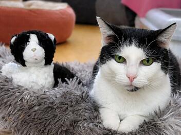 Tierheim N&uuml;rnberg startet Aufruf f&uuml;r Katze Luci - Besitzer verstorben