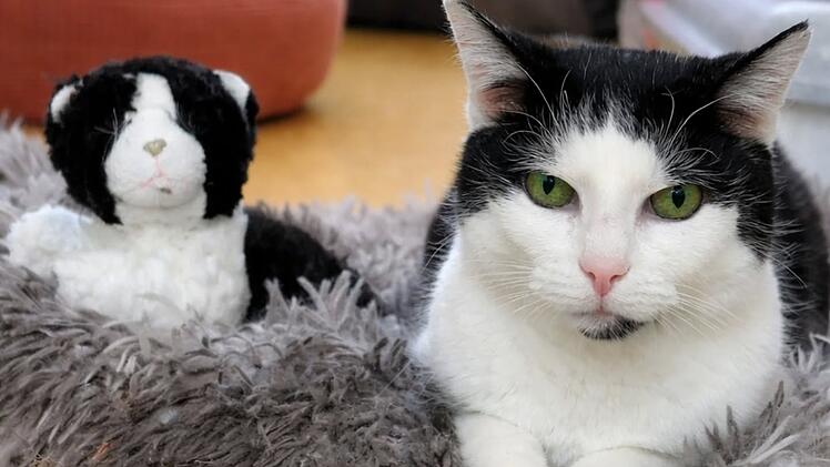 Tierheim N&uuml;rnberg vermittelt besondere Katze - das gilt es zu beachten