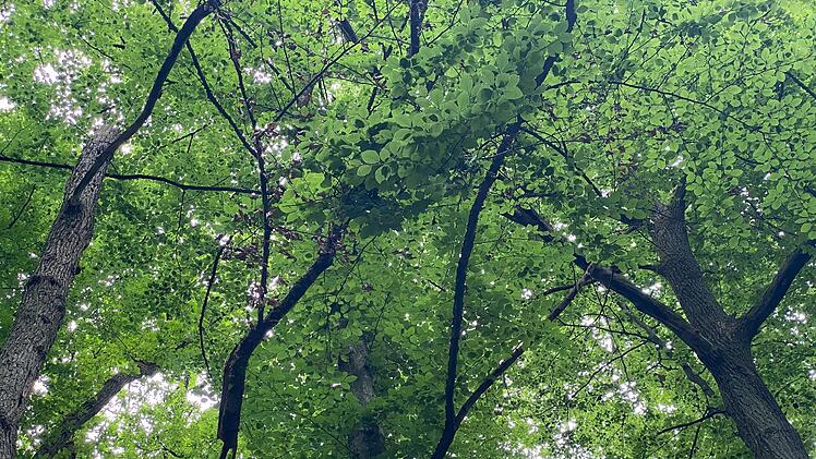 Besonders Äste, die sich in den Baumkronen verhakt haben, sind eine Gefahr für Spaziergänger.  Foto: Angelika Despang
