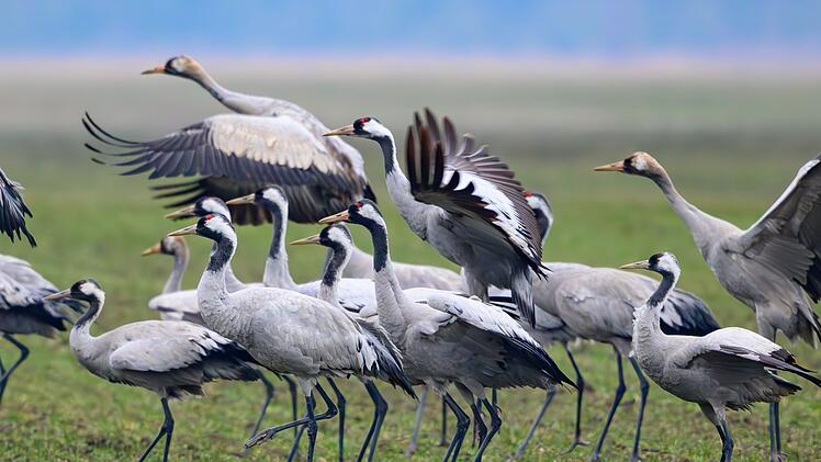 Kraniche