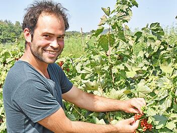 Thomas Fahner bei der Beerenobsternte