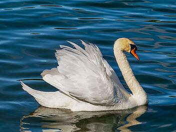 Bad Kissingen: Verletzter Schwan ist tot - Rettungsaktion sorgte für Aufsehen