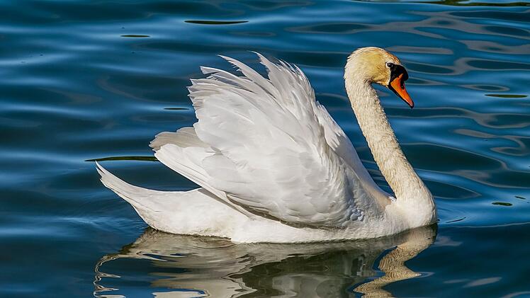 Bad Kissingen: Verletzter Schwan ist tot - Rettungsaktion sorgte für Aufsehen