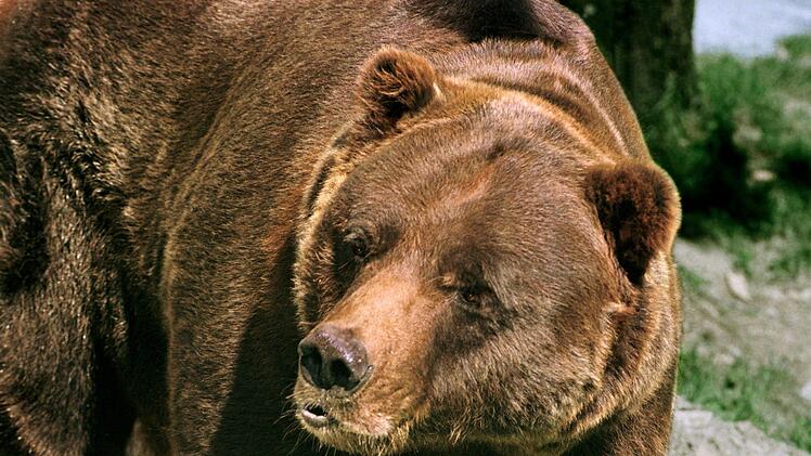 Ein Bär musste erschossen werden. Foto: /Zentralbild/dpa