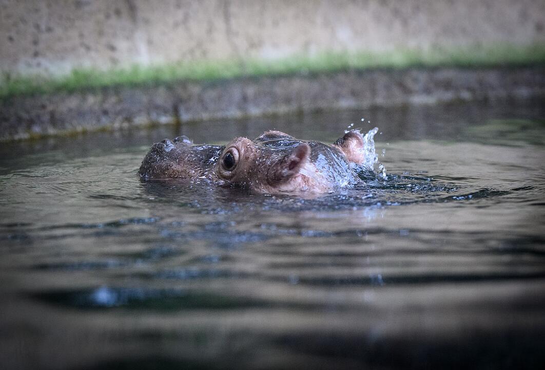Junger Hippo-Bulle im Zoo Berlin - Willi Wackel&ouml;hrchen