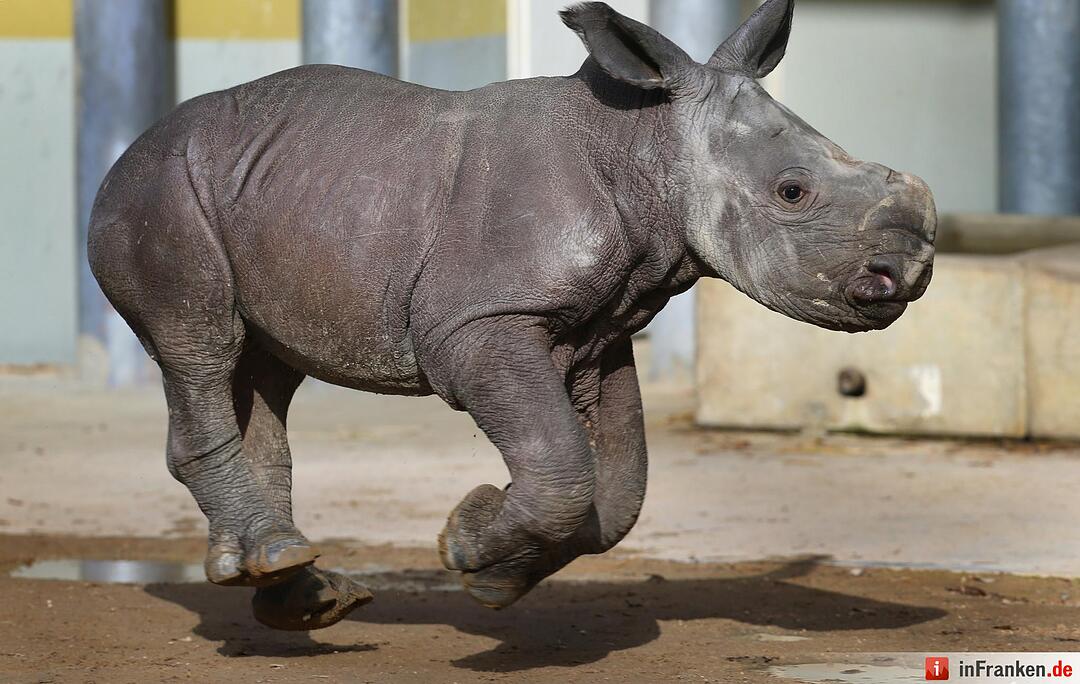 Nashorn-Nachwuchs in Augsburg