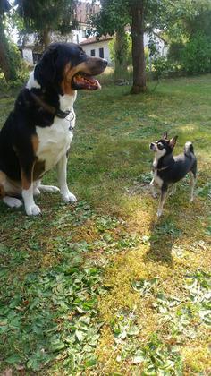 Welthundetag - Die tollsten Hunde der inFranken-Leser