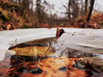 Auf qualvolle Weise ist eine Hauskatze in einem unterfränkischen Teich verendet. Symbolbild: Holly Wilfong/unsplash.com