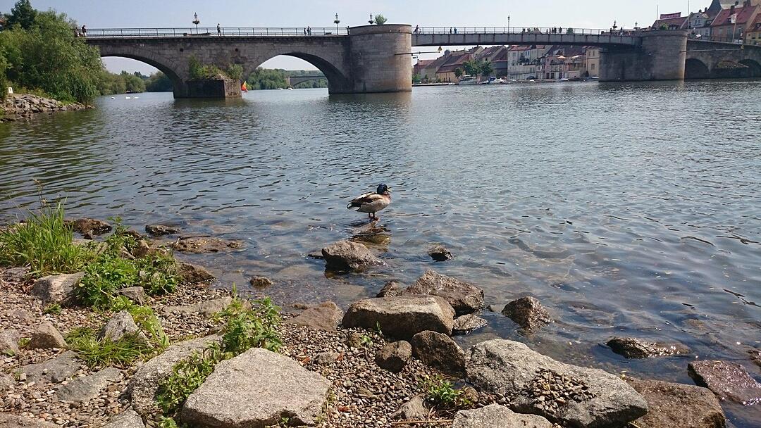 Die einsame Ente vom Main. Foto: RapunzelCarl