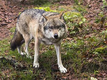 Der europäische Wolf Symbolbild: Archiv