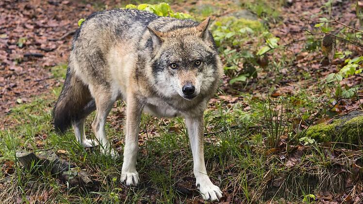 Der europäische Wolf Symbolbild: Archiv