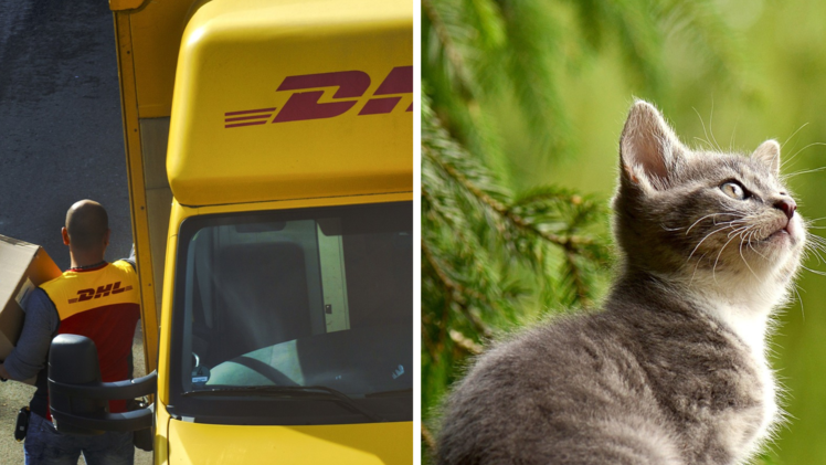 DHL-Bote beweist großes Herz: Wichtige Botschaft stößt auf Begeisterung