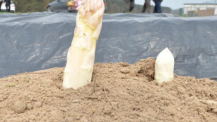 Foto: Ronald Rinklef