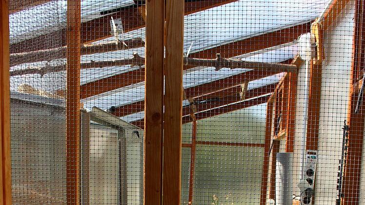 In diesem Treibhaus lebt es sich als Schildkr&ouml;te fabelhaft. Foto: Julia Heimberger