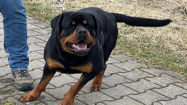 Rottweiler "Tristan" ist auf ein Kind im Kinderwagen losgegangen. Foto: J&uuml;rgen G&auml;rtner