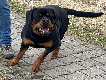 Rottweiler "Tristan" ist auf ein Kind im Kinderwagen losgegangen. Foto: Jürgen Gärtner