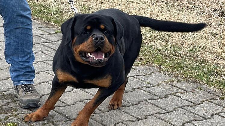 Rottweiler "Tristan" ist auf ein Kind im Kinderwagen losgegangen. Foto: Jürgen Gärtner