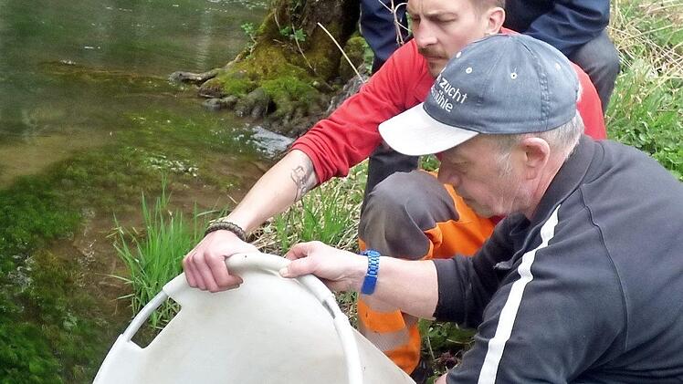 Fischwirt Jürgen Kremer und Bauhofmitarbeiter Christopher Lang setzen Forellen ein.  Foto: T. Weichert