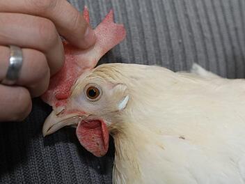 Frieda ist laut ihrem Besitzer sehr handzahm. Foto: Barbara Herbst